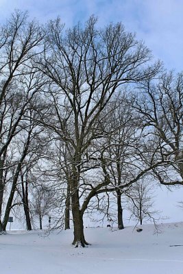 Quercus robur - dub letní - zimní habitus (2)